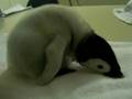 エンペラーペンギンのあかちゃん　南紀白浜