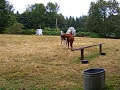 Horses trying to mate in our pasture