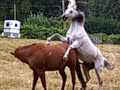 Horses trying to mate in our pasture Horses trying to mate in our pasture