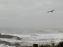 Pescadero Waves