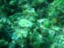 la petite seiche la petite seiche