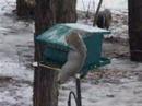 Silly Squirell Silly Squirell
