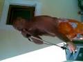 Crazy Drunk Dude! Gajo bebado!