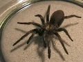 Big Spider Trapdoor / Funnelweb fangs