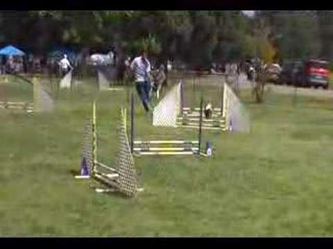 Basset Hound Agility