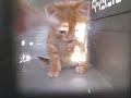 Kittens in carrier