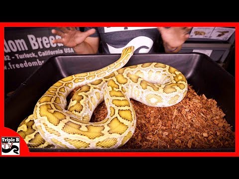 YouTube reptile video