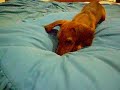 canelle the playing daschund