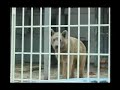 syrian bear at the qalqilya zoo