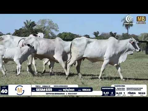 2� DE OLHO NA FAZENDA NELORE SESMARIAS