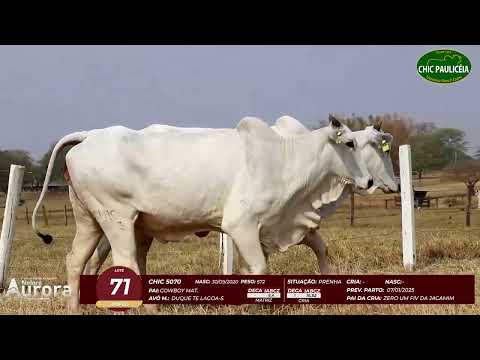 4� De Olho na Fazenda - NELORE AURORA participa��o Chico Paulic�ia