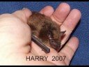 Bats!