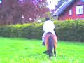 Elsi pr�verir en 4 �r gammel kaldblods hest ;)