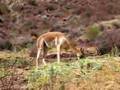 Vicuña