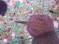 motoro-stingray-for-sale.html