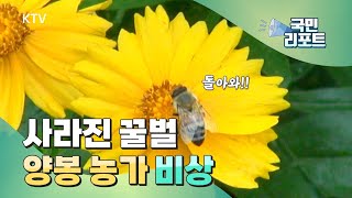 [은평구]벌통이 ‘텅텅’ 생태계 타격, 꿀벌을 키우자! [KTV 국민리포트] 썸네일