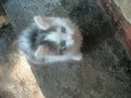 kittens and puppies and dogs oh my!