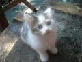 kittens and puppies and dogs oh my!