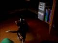 Basset Hound Puppy-Playing Under the Bed