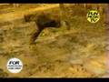 Blind Melon - I Wonder