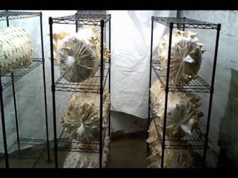 how to grow king oyster mushrooms
