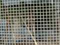 videos de EWAS at Children's Grand Park- Birds and others