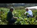 Pastorino Organic Farm  Beets at CafeGibraltar Hippy Gourmet