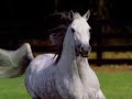 I love horses : By Dr Ahmed mansour