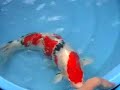Nishikigoi Show - Koi Garden - 2008