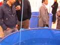Nishikigoi Show - Koi Garden - 2008