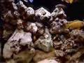Malawi Cichlids 2