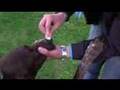 How to make a dog crazy..
