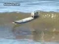 ratas surfeando ratas surfeando