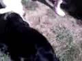videos de Rustin and Onyx Playing