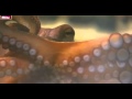World Cup 2010 Most Shocking Moments 5- Psychic Predicting Octopus