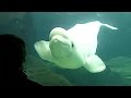 Are There Belugas At The Vancouver Aquarium