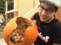 How To Destroy Pumpkins!