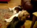 Funny Dogs hump