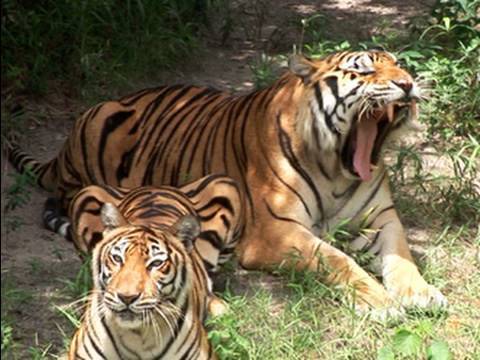 TI LIGER