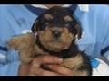videos de Airedale Terrier Cuccioli 1 mese