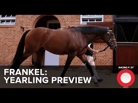 Frankel Yearling Preview from the Racing Post