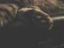 Cat\ Cat\