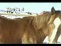 How to Catch a Horse - Lesson 1 How to Catch a Horse - Lesson 1
