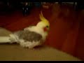 Brady is a happy bird