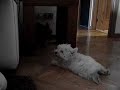Zoe ladrando a Kira