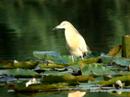 Ralreiger (Squacco Heron) Ralreiger (Squacco Heron)