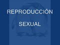 2.Sexula.wmv
