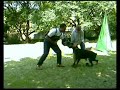 Eluna - protection work for SchH - Dobermann