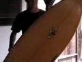Spacecake Single Fin Video