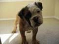 English Bulldog puppy
